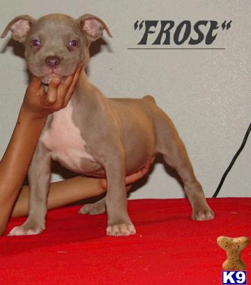 American Pit Bull Puppies in TX