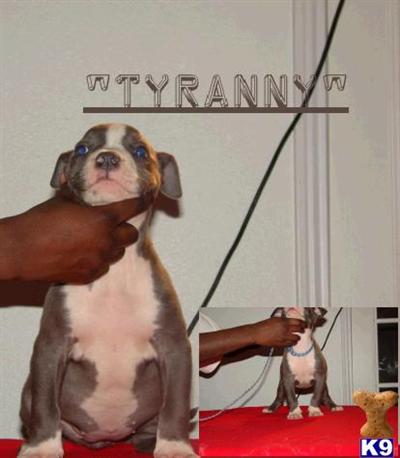 American Pit Bull Puppies in TX