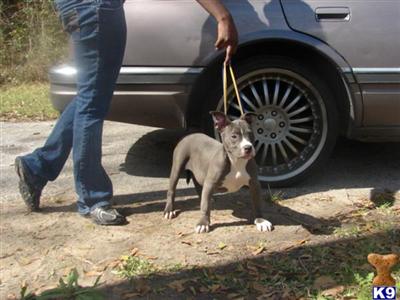 American Pit Bull Puppies in TX