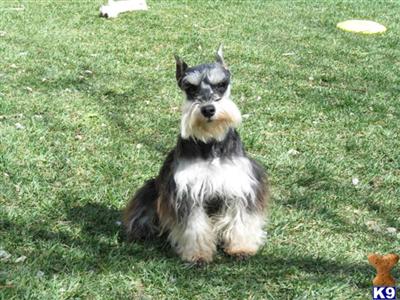 Stud Dogs - Miniature Schnauzer