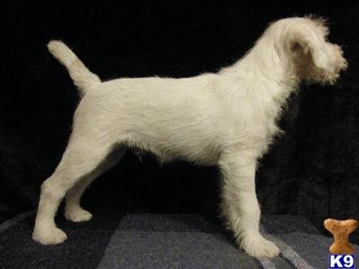 Parson Russell Terrier Puppies for Sale