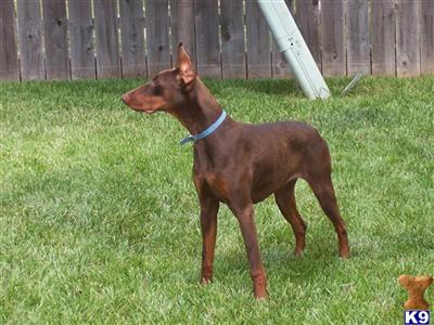 Dogs for Sale in KS