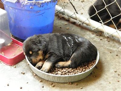 Dogs for Sale in TX