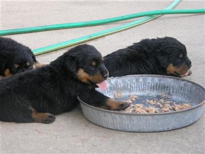 Rottweiler Puppies for Sale