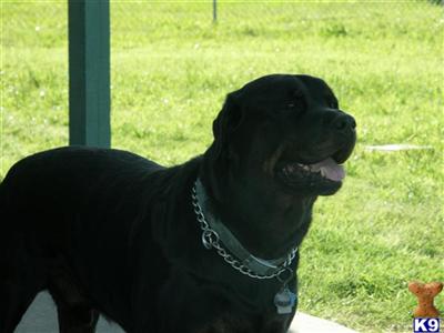 Rottweiler Puppies for Sale
