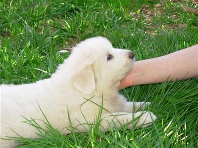 Puppies in MD