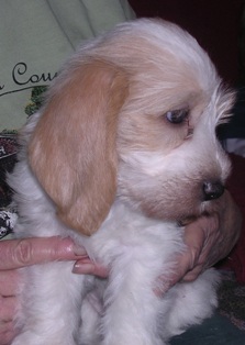 Puppies in MD