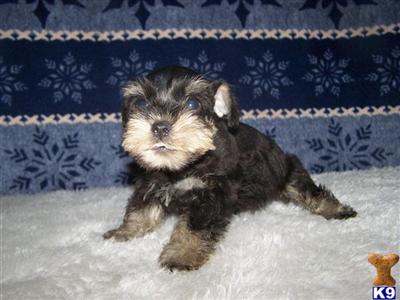 Schnoodle Puppies for Sale