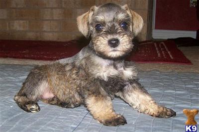 Schnoodle Puppies for Sale