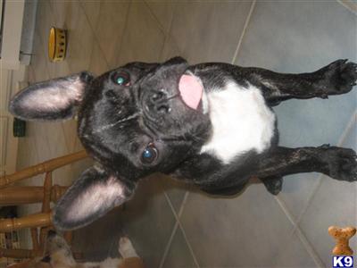 Dogs - French Bulldog
