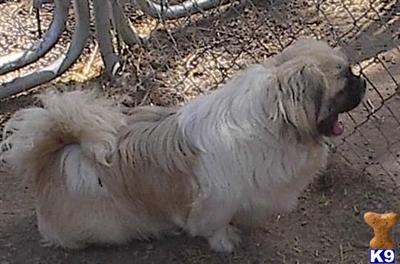 Dogs for Sale in CO