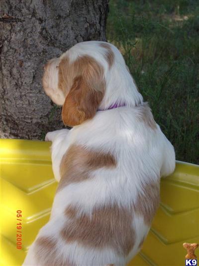 Brittany Puppies for Sale