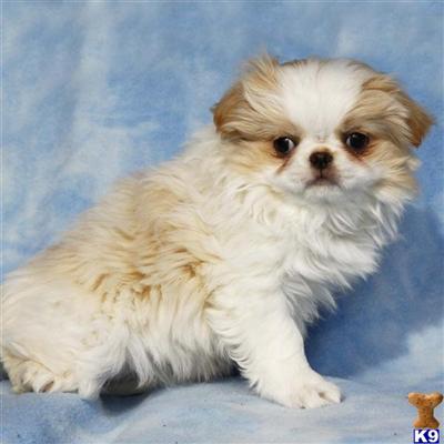 Japanese Chin Puppies for Sale