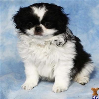 Japanese Chin Puppies for Sale