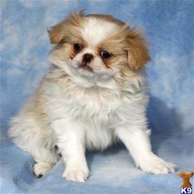 Japanese Chin Puppies for Sale