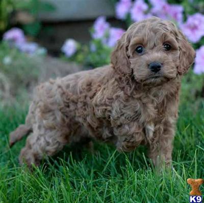 Cockapoos Puppies for Sale