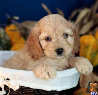 Cockapoos Puppies for Sale