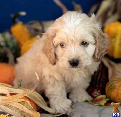 Cockapoos Puppies for Sale