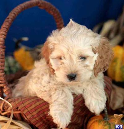 Cockapoos Puppies for Sale