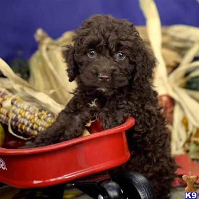 Cockapoos Puppies for Sale
