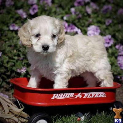 Cockapoos Puppies for Sale