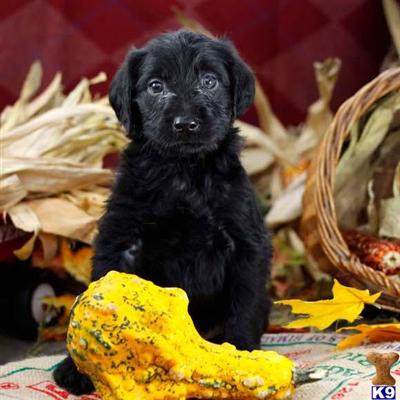 Labradoodle Puppies for Sale