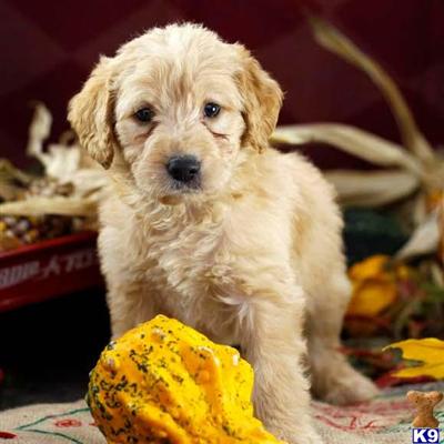 Labradoodle Puppies for Sale