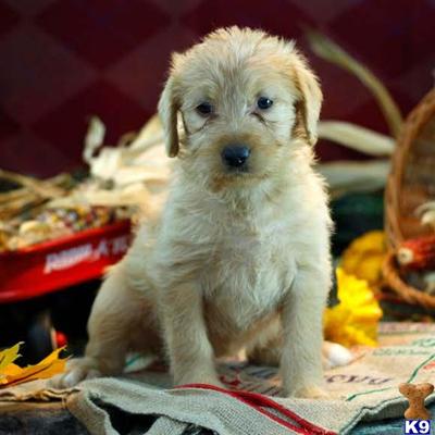 Labradoodle Puppies for Sale