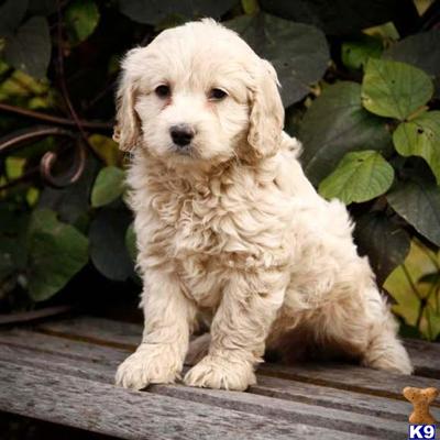 Cockapoos Puppies for Sale