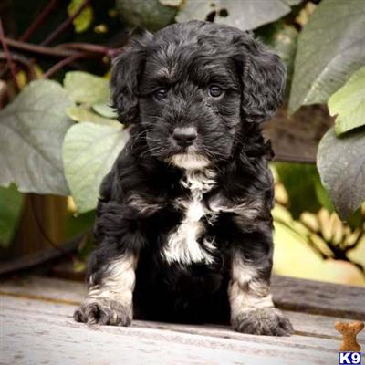 Cockapoos Puppies for Sale