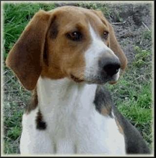 Rescue Dogs