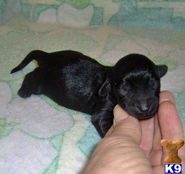 Mixed Breed Puppies for Sale