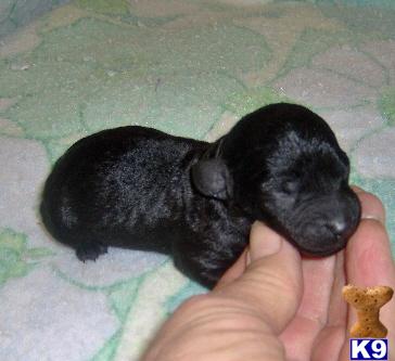 Mixed Breed Puppies for Sale