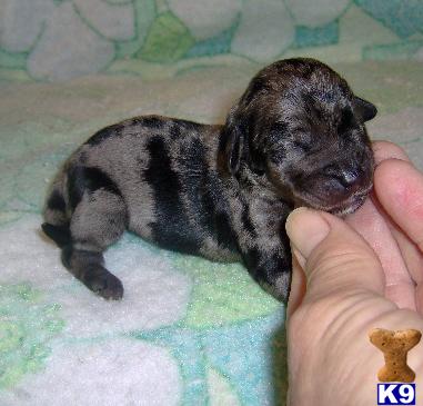 Mixed Breed Puppies for Sale