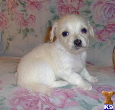 Mixed Breed Puppies for Sale