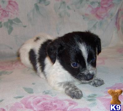 Mixed Breed Puppies for Sale