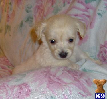 Mixed Breed Puppies for Sale