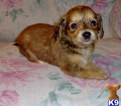 Mixed Breed Puppies for Sale