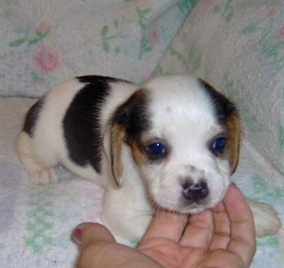 Beagle Puppies for Sale