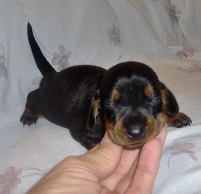Dachshund Puppies for Sale