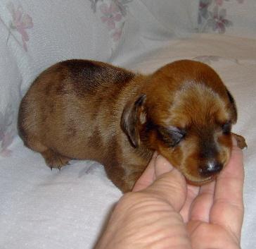 Dachshund Puppies for Sale