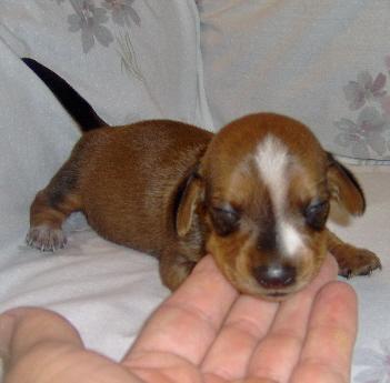 Dachshund Puppies for Sale