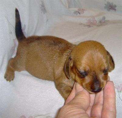 Dachshund Puppies for Sale