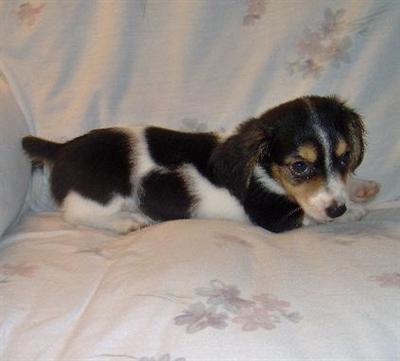 Dachshund Puppies for Sale