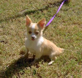 Dogs - Chihuahua