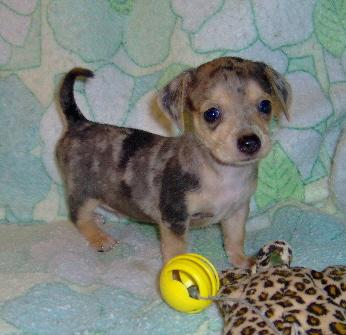 Puppies in OK