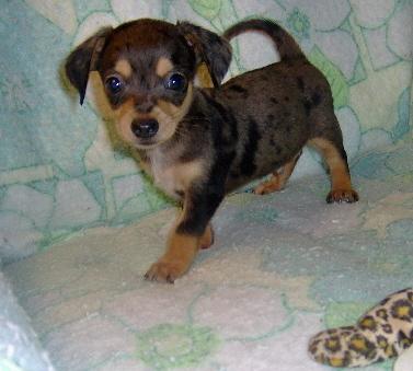 Puppies in OK