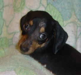 Puppies in OK