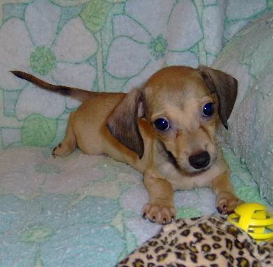 Mixed Breed Puppies for Sale