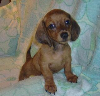 Puppies in OK